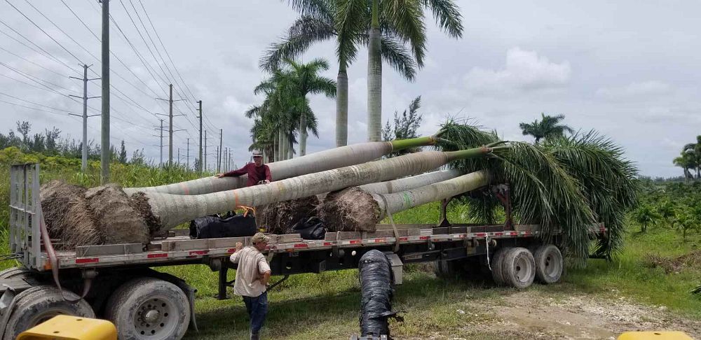 roystonea-regia-roystonea-elata-florida-royal-palm-cuban-royal-palm-royal-palm