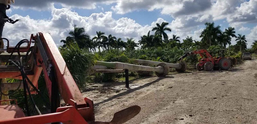 roystonea-regia-roystonea-elata-florida-royal-palm-cuban-royal-palm-royal-palm
