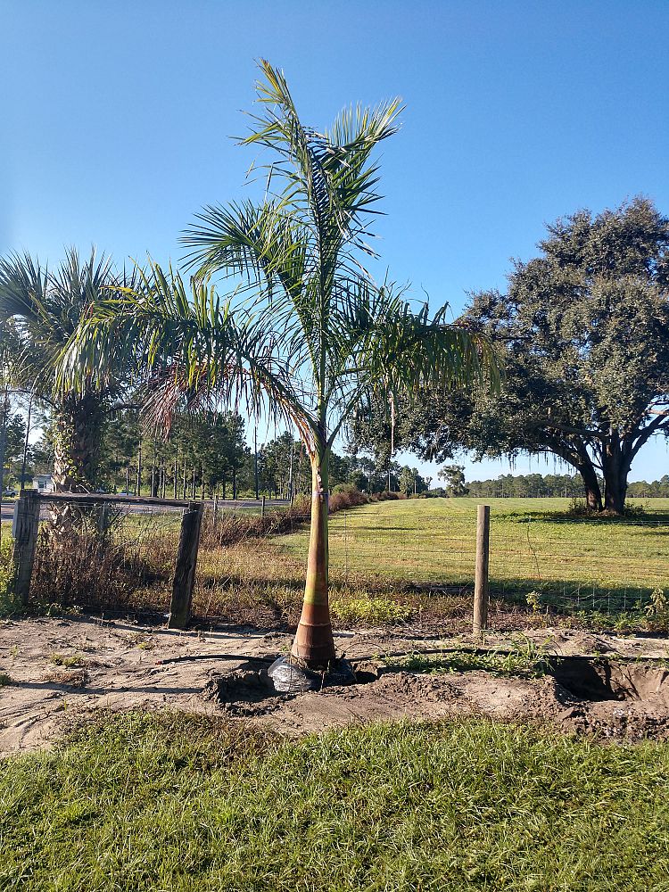 roystonea-regia-roystonea-elata-florida-royal-palm-cuban-royal-palm-royal-palm
