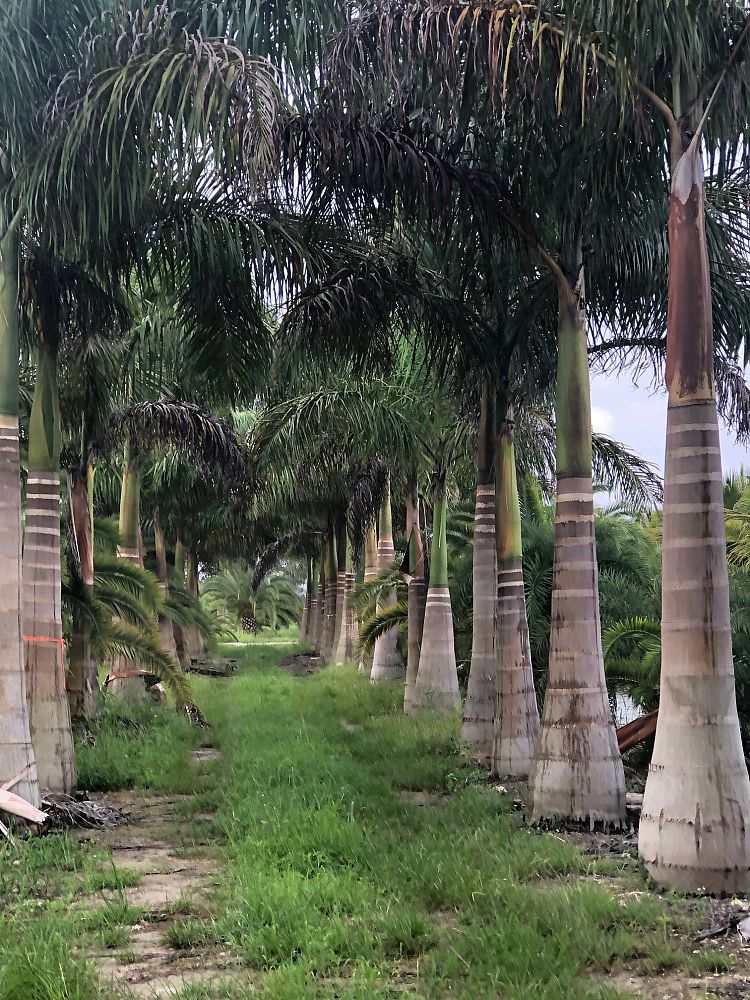 roystonea-regia-roystonea-elata-florida-royal-palm-cuban-royal-palm-royal-palm