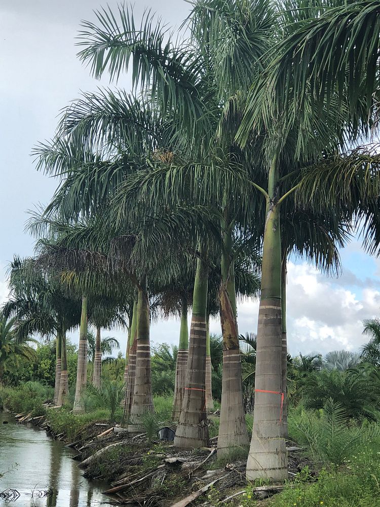 roystonea-regia-roystonea-elata-florida-royal-palm-cuban-royal-palm-royal-palm