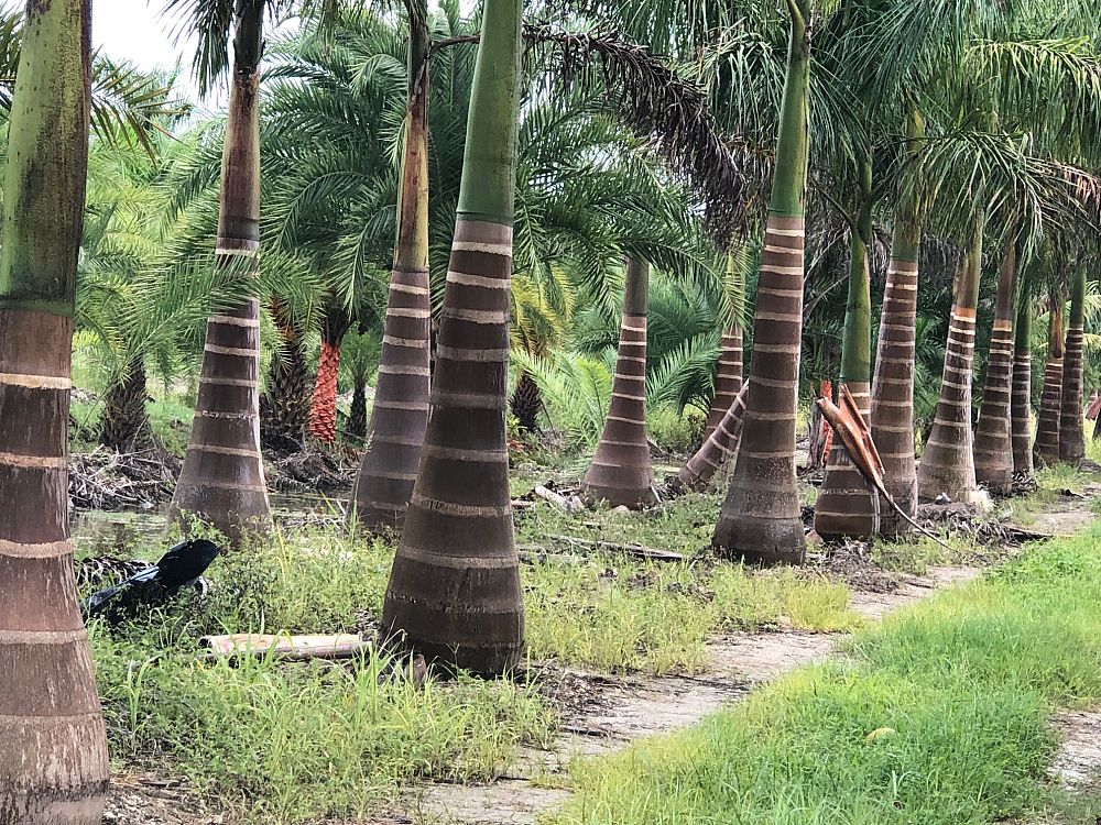 roystonea-regia-roystonea-elata-florida-royal-palm-cuban-royal-palm-royal-palm