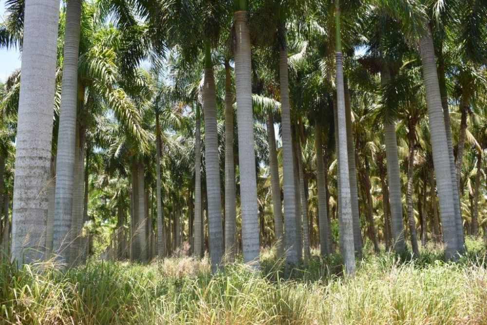roystonea-regia-roystonea-elata-florida-royal-palm-cuban-royal-palm-royal-palm
