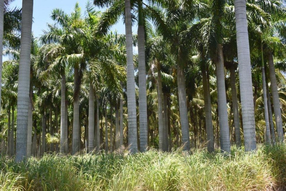 roystonea-regia-roystonea-elata-florida-royal-palm-cuban-royal-palm-royal-palm