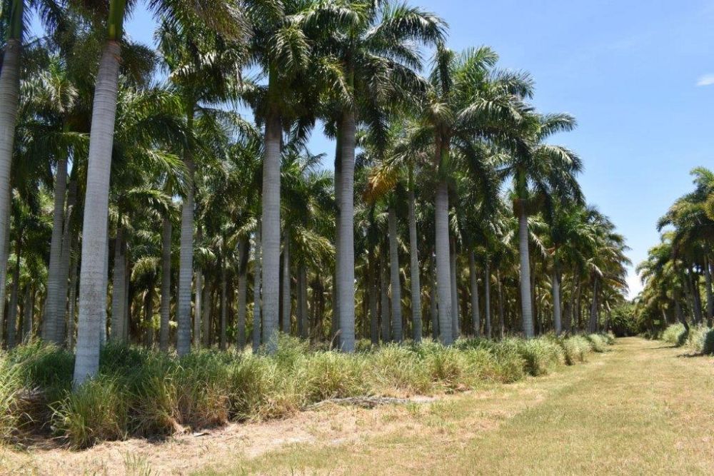 roystonea-regia-roystonea-elata-florida-royal-palm-cuban-royal-palm-royal-palm