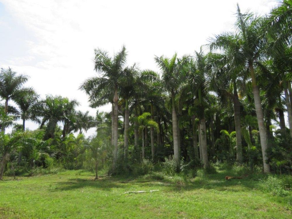 roystonea-regia-roystonea-elata-florida-royal-palm-cuban-royal-palm-royal-palm