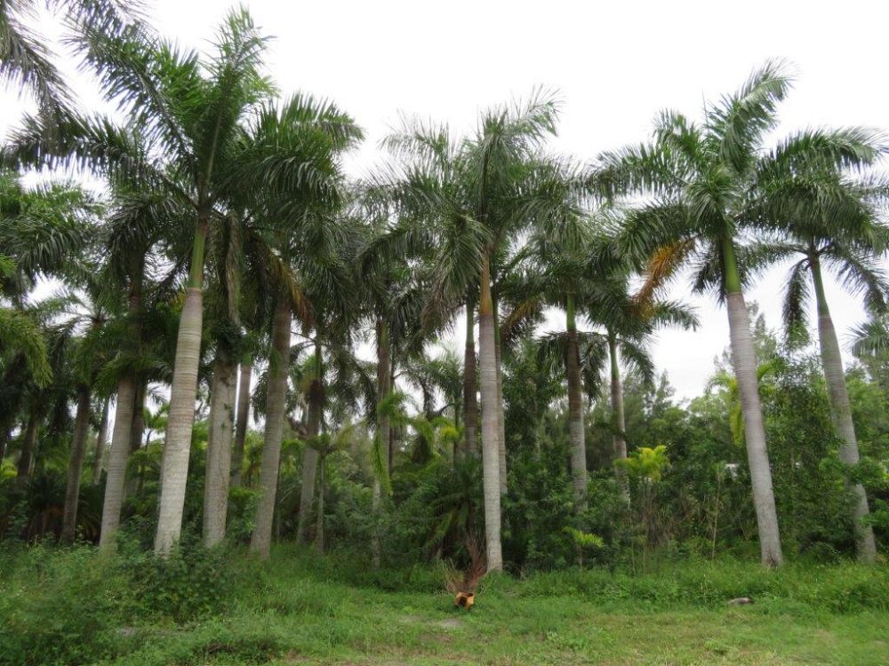 roystonea-regia-roystonea-elata-florida-royal-palm-cuban-royal-palm-royal-palm