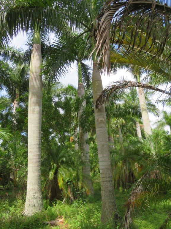 roystonea-regia-roystonea-elata-florida-royal-palm-cuban-royal-palm-royal-palm