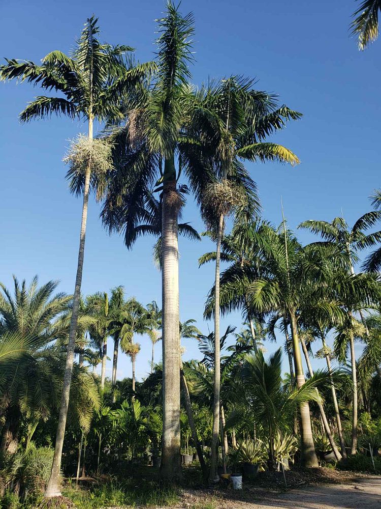 roystonea-regia-roystonea-elata-florida-royal-palm-cuban-royal-palm-royal-palm