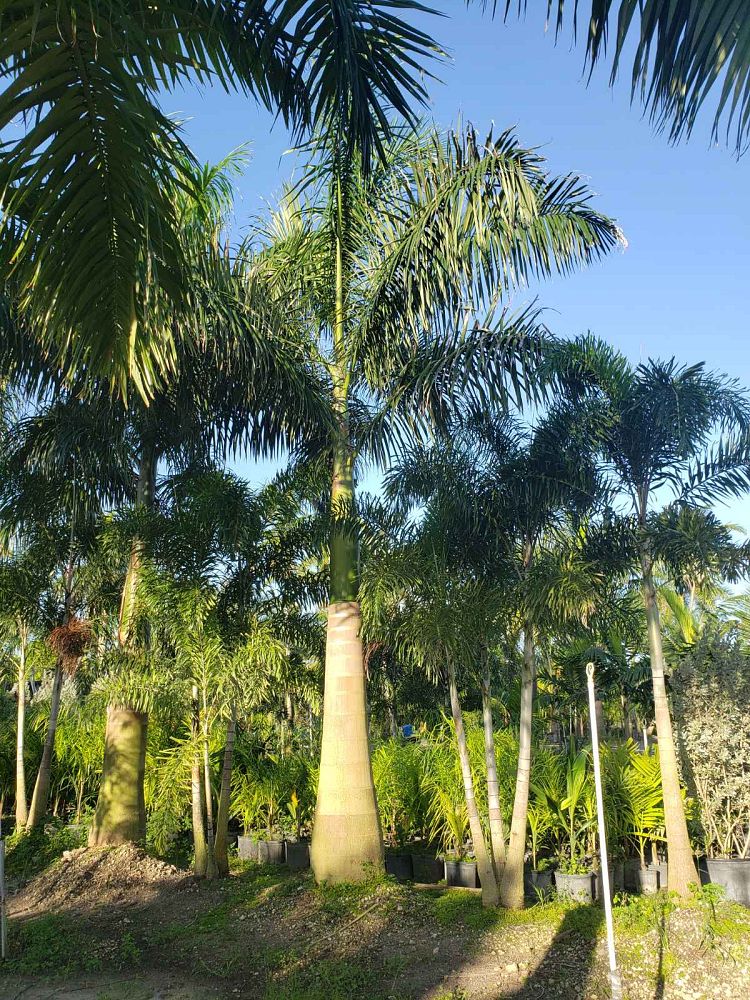 roystonea-regia-roystonea-elata-florida-royal-palm-cuban-royal-palm-royal-palm