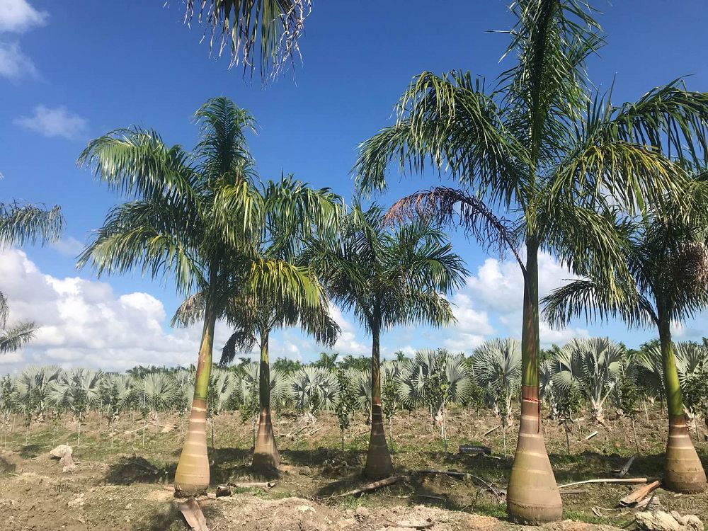 roystonea-regia-roystonea-elata-florida-royal-palm-cuban-royal-palm-royal-palm