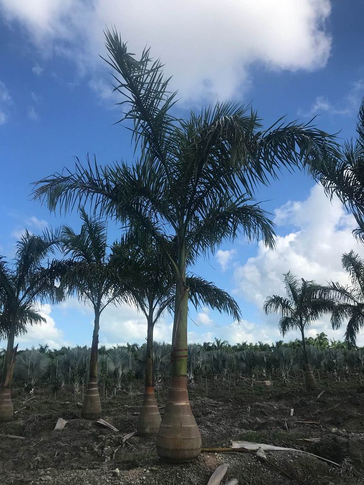 roystonea-regia-roystonea-elata-florida-royal-palm-cuban-royal-palm-royal-palm