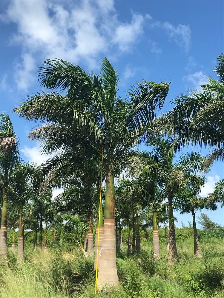 roystonea-regia-roystonea-elata-florida-royal-palm-cuban-royal-palm-royal-palm