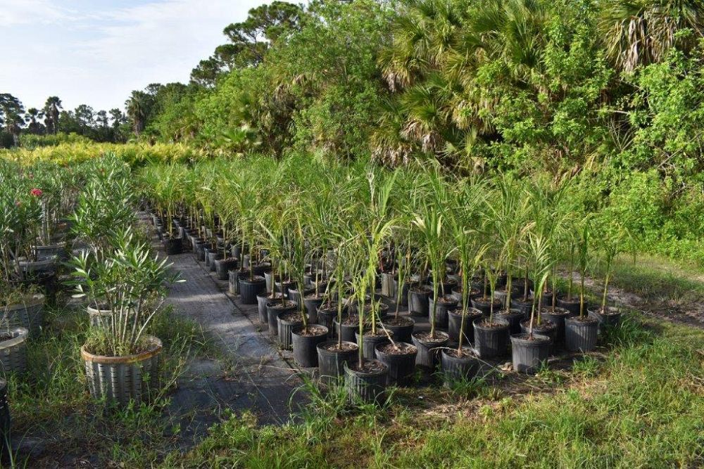 roystonea-regia-roystonea-elata-florida-royal-palm-cuban-royal-palm-royal-palm