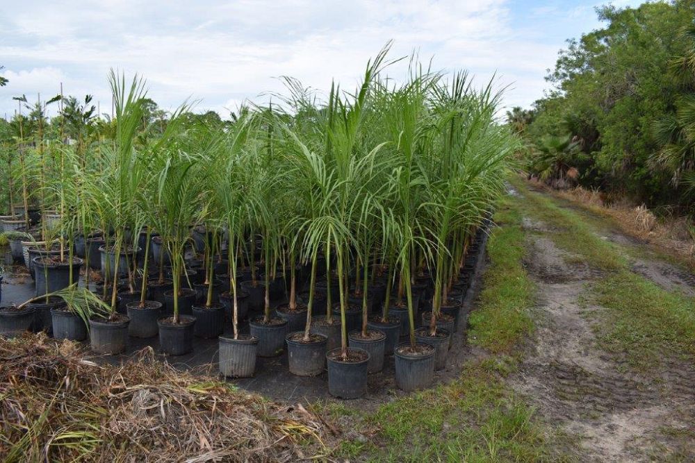 roystonea-regia-roystonea-elata-florida-royal-palm-cuban-royal-palm-royal-palm