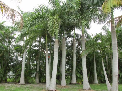 roystonea-regia-roystonea-elata-florida-royal-palm-cuban-royal-palm-royal-palm