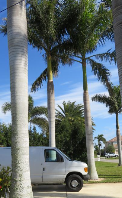 roystonea-regia-roystonea-elata-florida-royal-palm-cuban-royal-palm-royal-palm