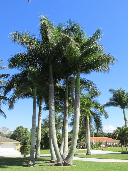roystonea-regia-roystonea-elata-florida-royal-palm-cuban-royal-palm-royal-palm