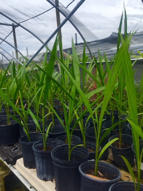 roystonea-regia-roystonea-elata-florida-royal-palm-cuban-royal-palm-royal-palm