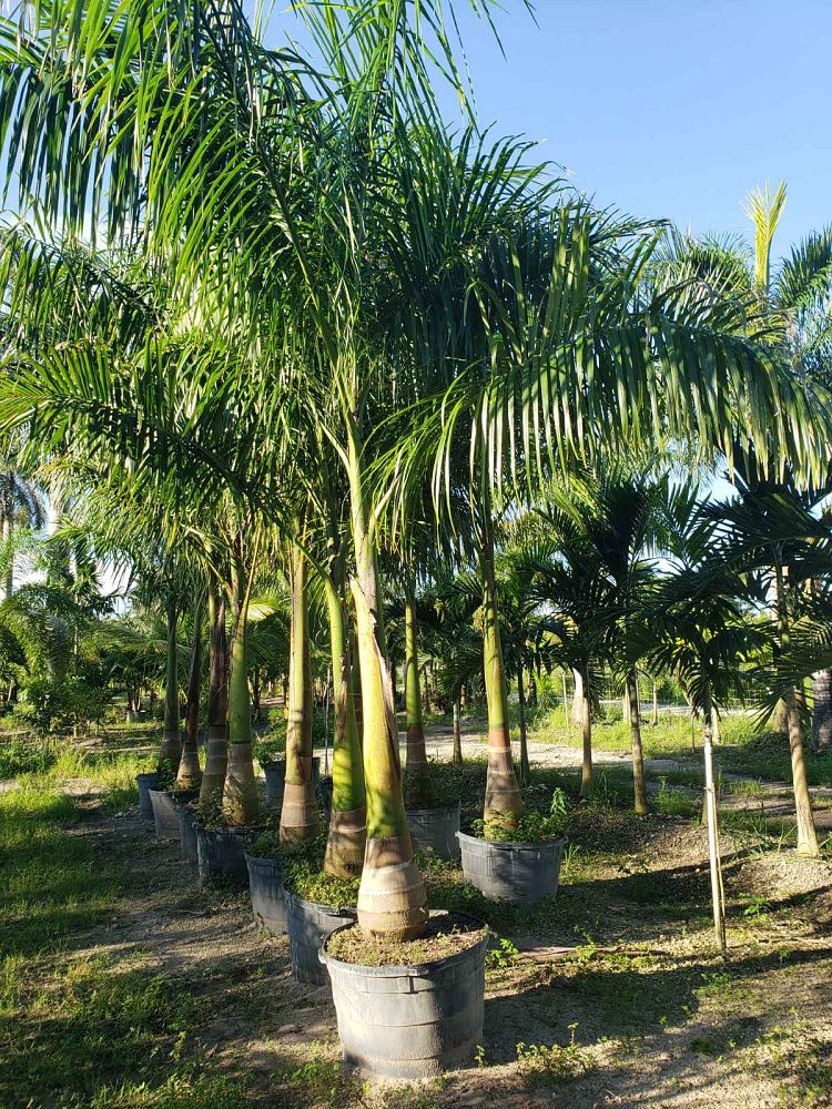 roystonea-regia-roystonea-elata-florida-royal-palm-cuban-royal-palm-royal-palm