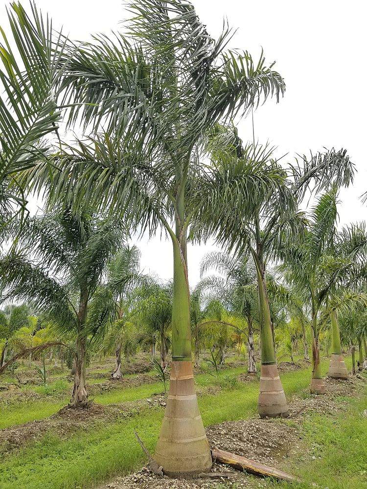 roystonea-regia-roystonea-elata-florida-royal-palm-cuban-royal-palm-royal-palm