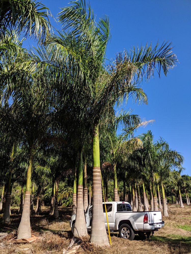 roystonea-regia-roystonea-elata-florida-royal-palm-cuban-royal-palm-royal-palm