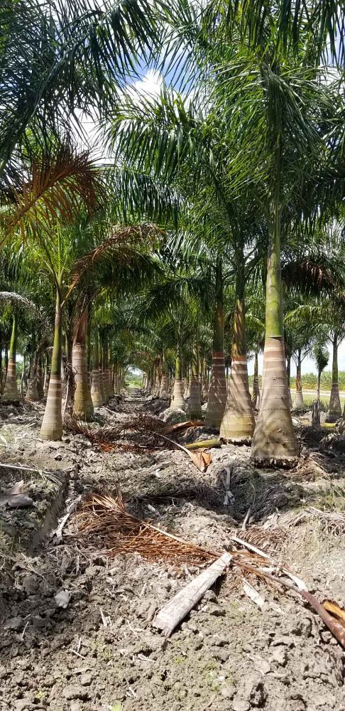 roystonea-regia-roystonea-elata-florida-royal-palm-cuban-royal-palm-royal-palm