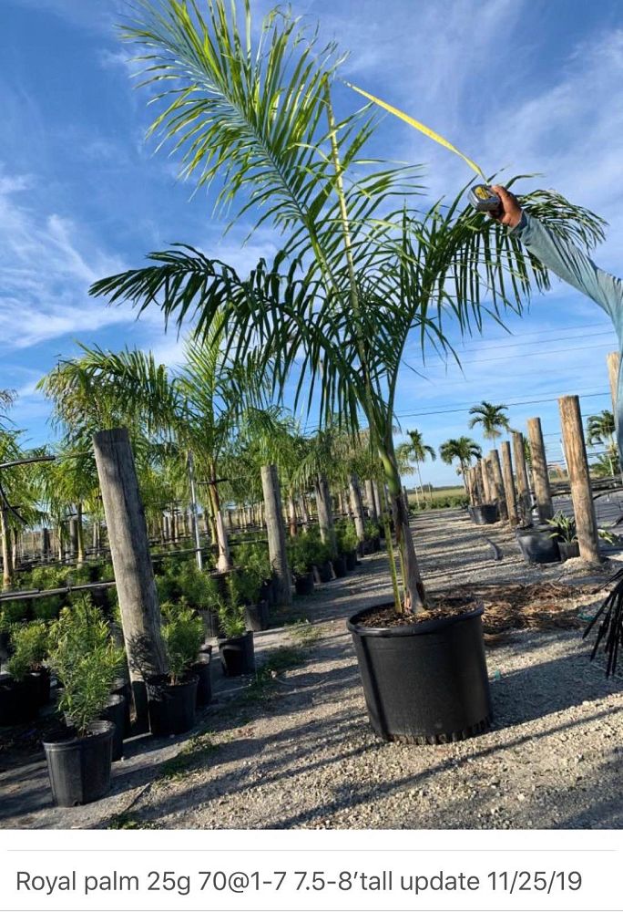 roystonea-regia-roystonea-elata-florida-royal-palm-cuban-royal-palm-royal-palm