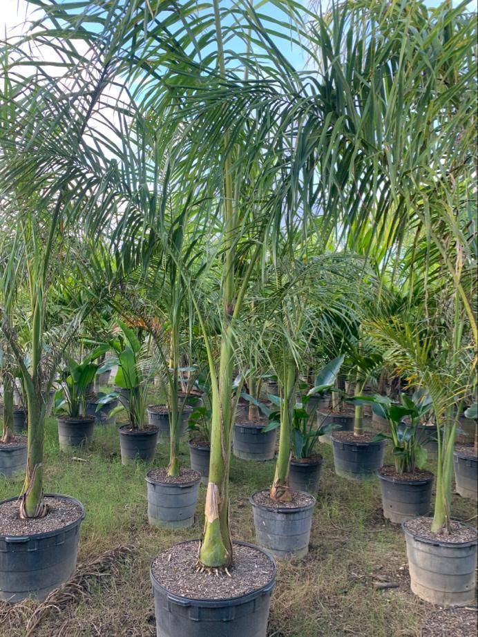 roystonea-regia-roystonea-elata-florida-royal-palm-cuban-royal-palm-royal-palm