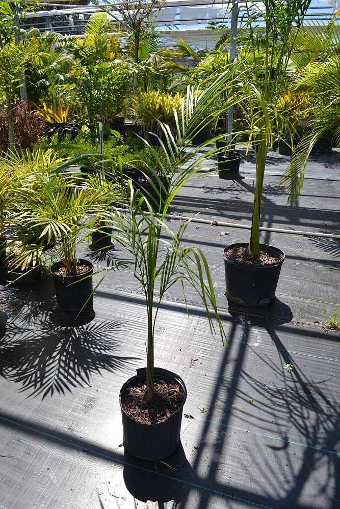 roystonea-regia-roystonea-elata-florida-royal-palm-cuban-royal-palm-royal-palm