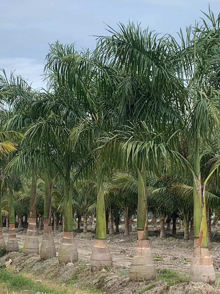 roystonea-regia-roystonea-elata-florida-royal-palm-cuban-royal-palm-royal-palm