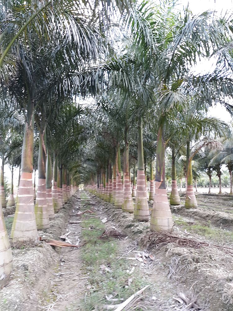roystonea-regia-roystonea-elata-florida-royal-palm-cuban-royal-palm-royal-palm