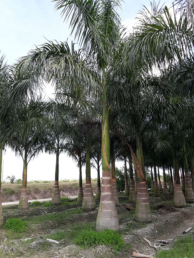 roystonea-regia-roystonea-elata-florida-royal-palm-cuban-royal-palm-royal-palm