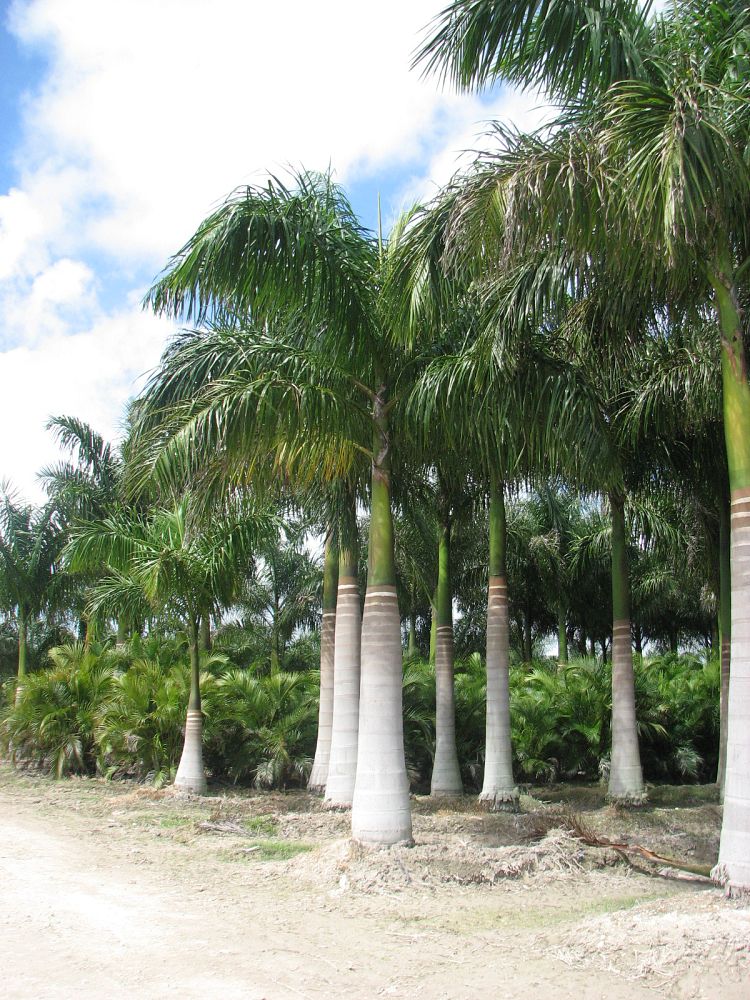 roystonea-regia-roystonea-elata-florida-royal-palm-cuban-royal-palm-royal-palm