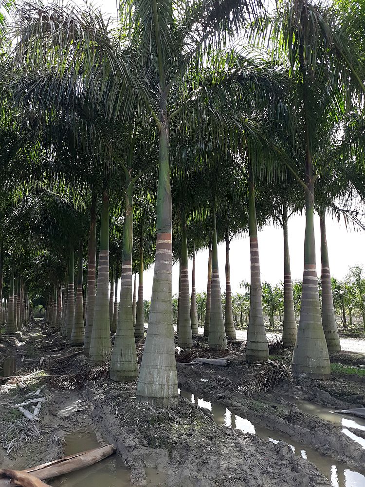roystonea-regia-roystonea-elata-florida-royal-palm-cuban-royal-palm-royal-palm
