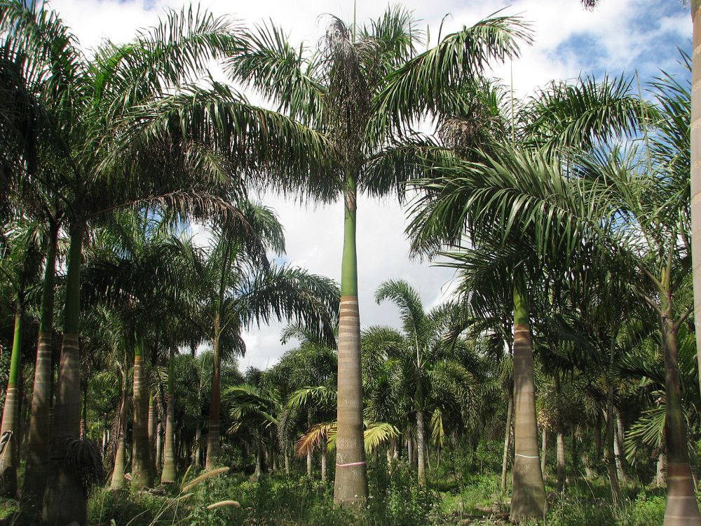 roystonea-regia-roystonea-elata-florida-royal-palm-cuban-royal-palm-royal-palm
