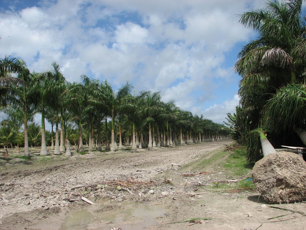 roystonea-regia-roystonea-elata-florida-royal-palm-cuban-royal-palm-royal-palm