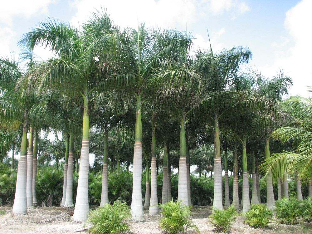 roystonea-regia-roystonea-elata-florida-royal-palm-cuban-royal-palm-royal-palm