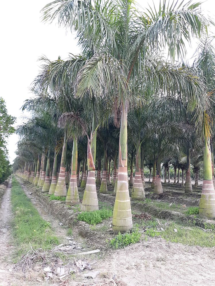 roystonea-regia-roystonea-elata-florida-royal-palm-cuban-royal-palm-royal-palm