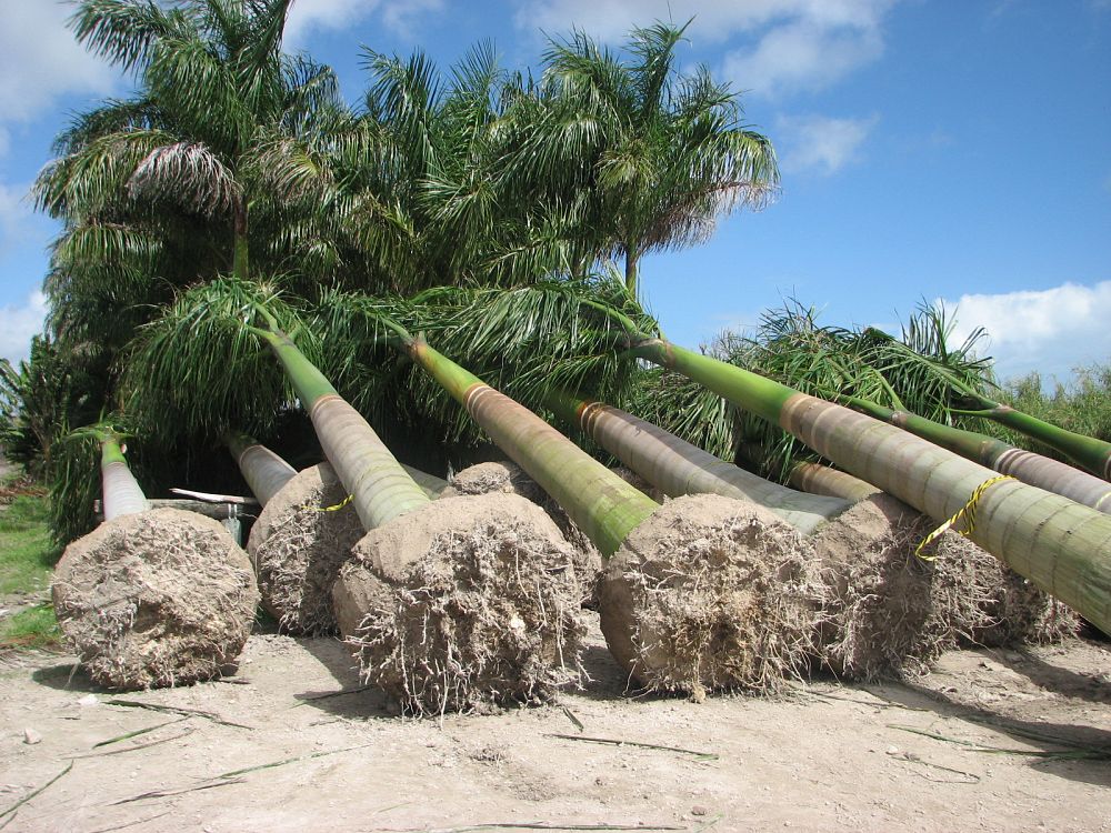 roystonea-regia-roystonea-elata-florida-royal-palm-cuban-royal-palm-royal-palm