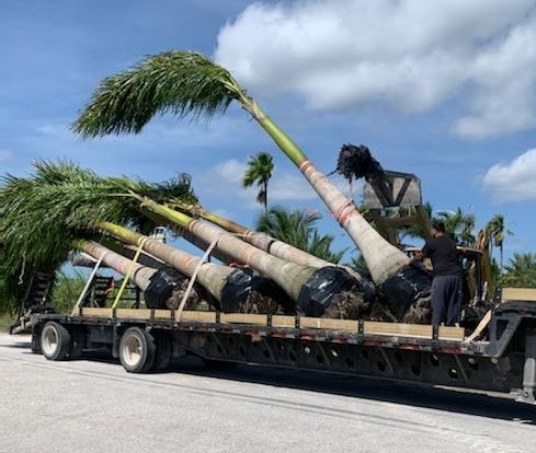 roystonea-regia-roystonea-elata-florida-royal-palm-cuban-royal-palm-royal-palm
