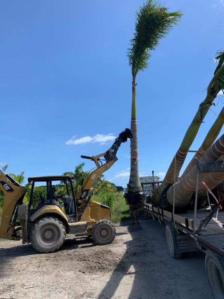 roystonea-regia-roystonea-elata-florida-royal-palm-cuban-royal-palm-royal-palm