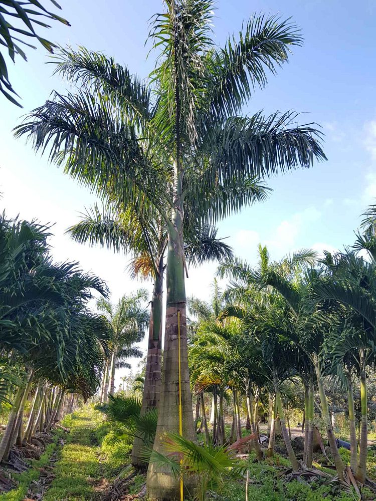 roystonea-regia-roystonea-elata-florida-royal-palm-cuban-royal-palm-royal-palm