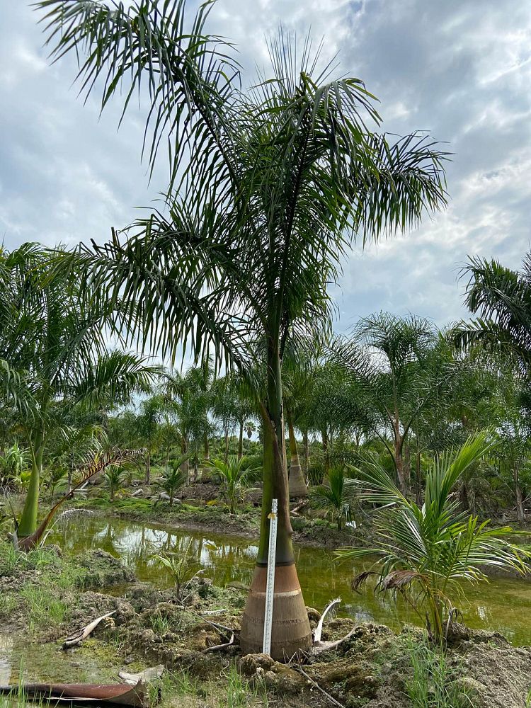 roystonea-regia-roystonea-elata-florida-royal-palm-cuban-royal-palm-royal-palm