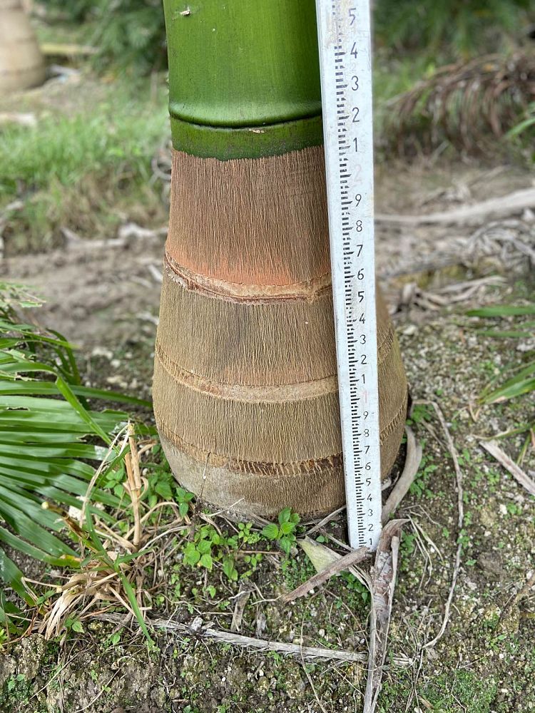 roystonea-regia-roystonea-elata-florida-royal-palm-cuban-royal-palm-royal-palm