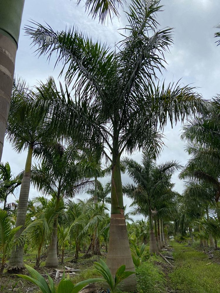 roystonea-regia-roystonea-elata-florida-royal-palm-cuban-royal-palm-royal-palm