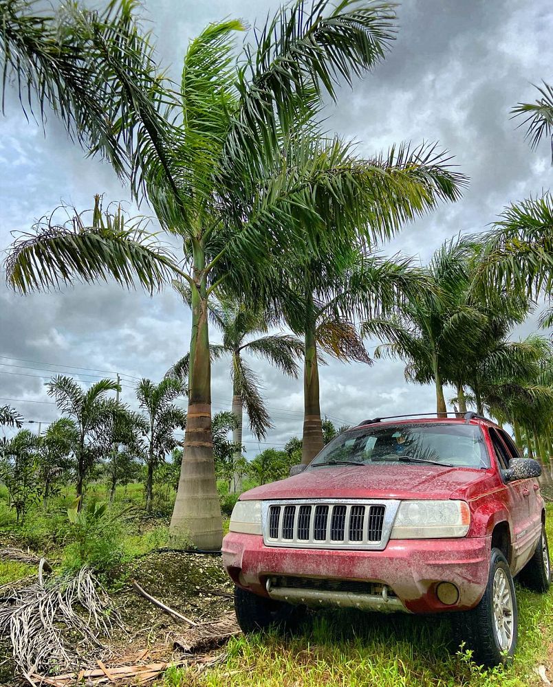 roystonea-regia-roystonea-elata-florida-royal-palm-cuban-royal-palm-royal-palm