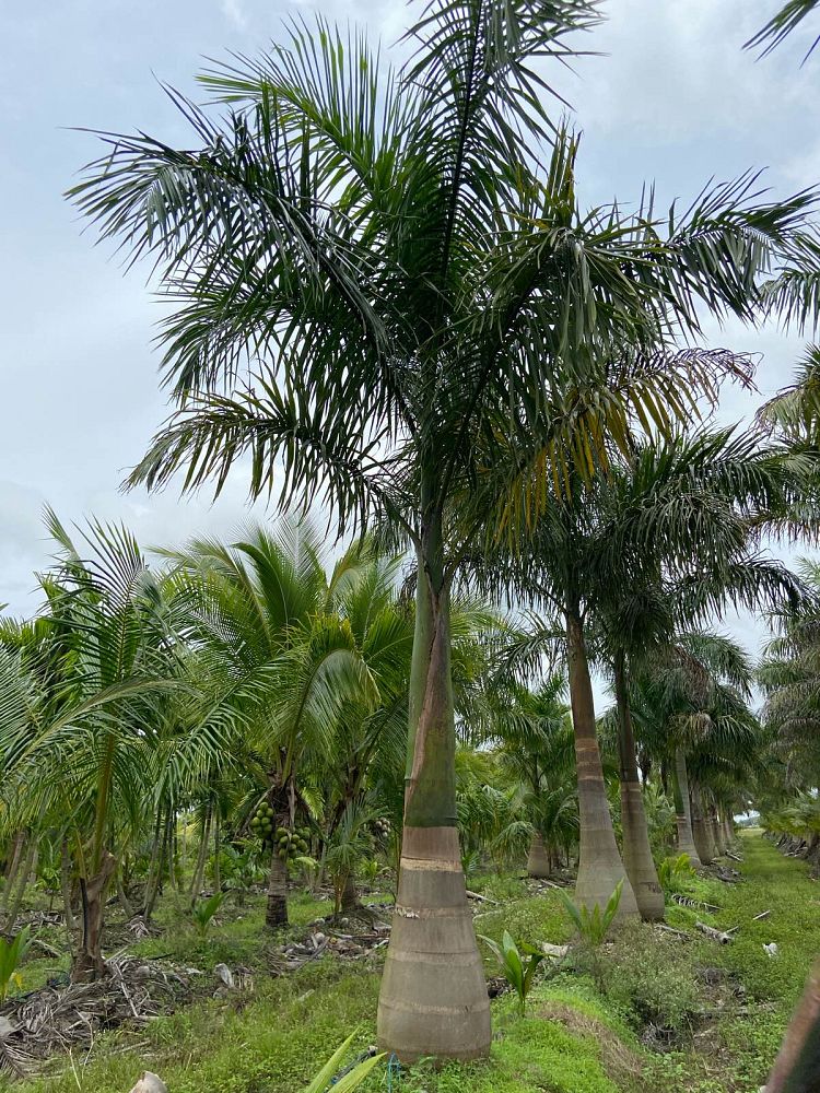roystonea-regia-roystonea-elata-florida-royal-palm-cuban-royal-palm-royal-palm