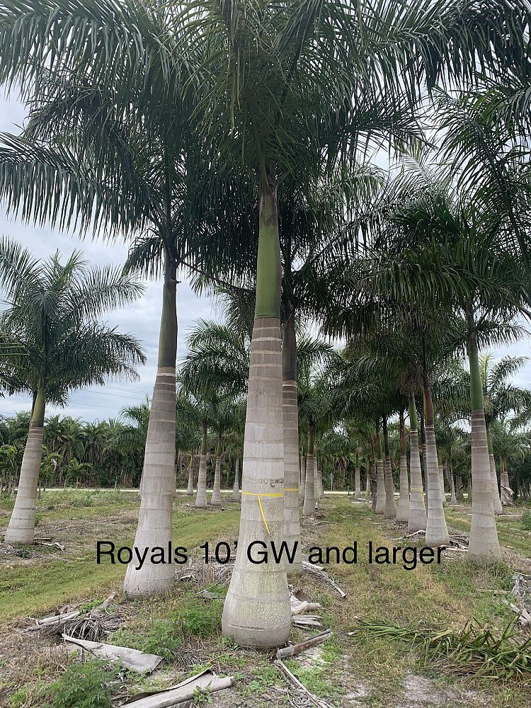roystonea-regia-roystonea-elata-florida-royal-palm-cuban-royal-palm-royal-palm