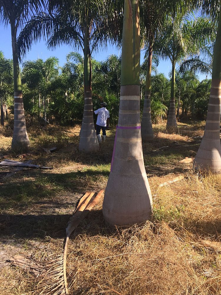 roystonea-regia-roystonea-elata-florida-royal-palm-cuban-royal-palm-royal-palm